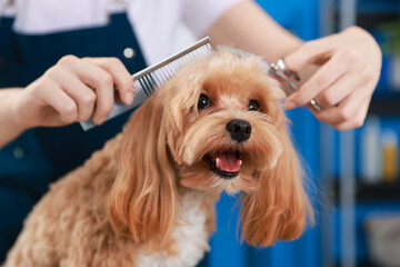 Woman cutting dog's hair with scissors indoors, closeup. Pet grooming