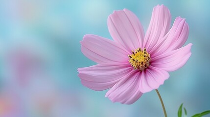Obraz premium Pink Cosmos Flower Soft Pastel Background