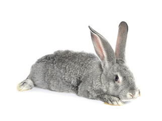 Fluffy grey rabbit on white background. Cute pet