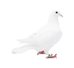 One dove on white background. Beautiful bird