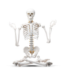 Artificial human skeleton model isolated on white
