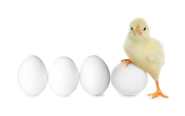 Cute chick and eggs on white background