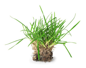 Beautiful fresh green grass with soil isolated on white