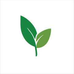 green plant on white background