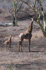 Giraffe mother with baby calf in Africa RSA