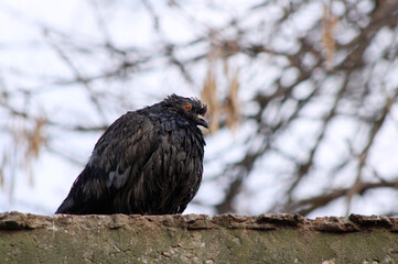 a dove sits on a fence


