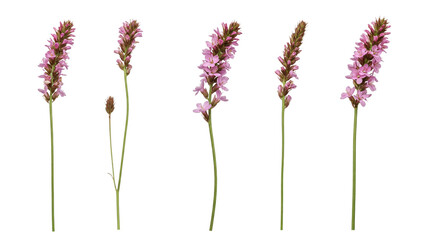 pink lavender flowers isolated on transparent background