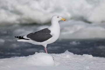 The slaty-backed gull (Larus schistisagus) is a large, white-headed gull that breeds on the north-eastern coast of the Palearctic. This photo was taken in Hokkaido, Japan.