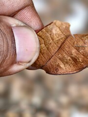 hand holding leaf