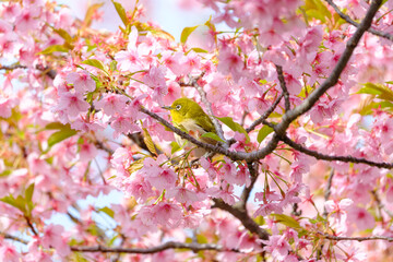 Fototapeta premium 桜の花と野鳥のメジロ