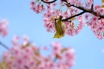 桜の花と野鳥のメジロ