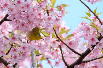 桜の花と野鳥のメジロ