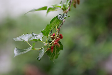 Mulberry fruit on tree in the garden (Mulberry fruits)