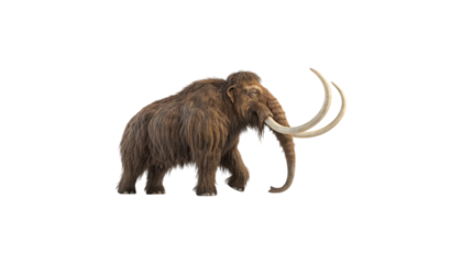 Isolated woolly mammoth walking with long curved tusks on a plain black background in side view