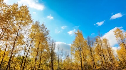 Fototapeta premium Gold Forest in Sunny Day Under Blue Sky – Beautiful Autumn Landscape