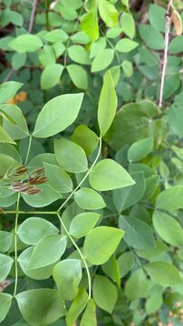 A Moment of Natural Tranquility: Leaf Detail with Fresh Green Foliage