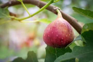 Fig Fruits with leaf on Figs tree. Beautiful sweet fresh organic figs in green house farm Healthy vegan food.