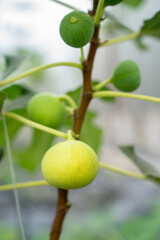 Fig Fruits with leaf on Figs tree. Beautiful sweet fresh organic figs in green house farm Healthy vegan food.