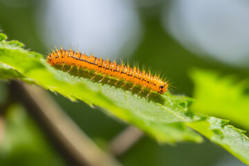 Fototapeta premium Orange Caterpillar Crawls on Leaf