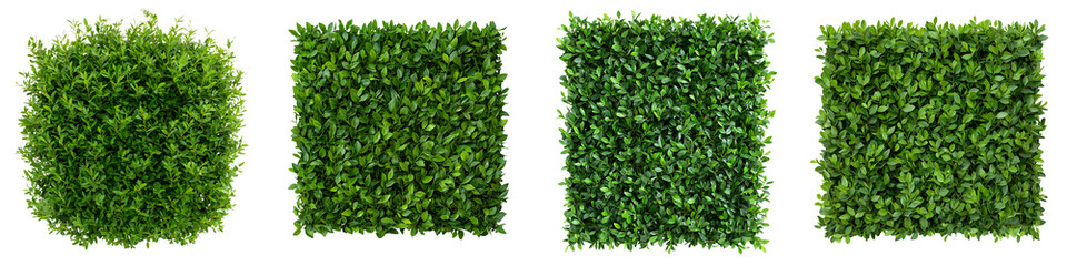 Obraz premium A series of dense vibrant green hedges creating a natural textured backdrop with a repeating geometric pattern