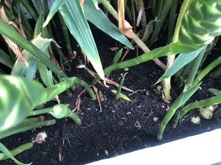 Close up view of ginger plants growing in rich black soil inside a polystyrene box, showing healthy green stems, young ginger shoots, and small ginger bulbs partially visible on the soil surface