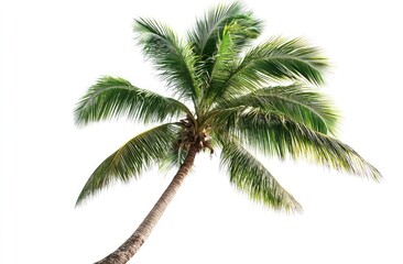 Fototapeta premium Lush green coconut palm tree isolated on white. (1)