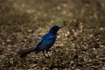Boat-tailed grackle