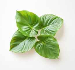 Obraz premium Lush Green Leaves Displayed on a Clean White Background for Freshness and Natural Aesthetic Appeal in Design Projects