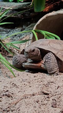 Gopher tortoise sitting still with occasional neck movement and eye blinking