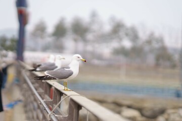 seagulls on a guardrail