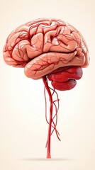 Anatomical Illustration of Human Brain with Vascular Structure Detail