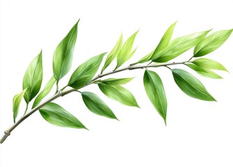 Fresh Green Leafy Branch with Vibrant Shades of Green Featuring Smooth Textures and Natural Elegance for Botanical and Nature-Themed Projects