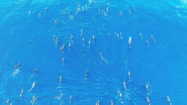 Melon-headed whales, Peponocephala electra, swim at the surface of the Gulf of Tomini on the east coast of Sulawesi, Indonesia. These widely-distributed toothed whales are rarely encountered.