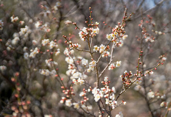 Plum blossom with blurred background. spring sign