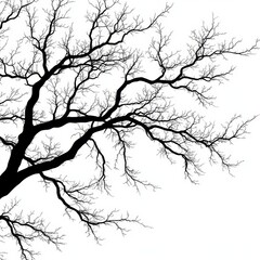 Fototapeta premium Beautiful Silhouette of a Leafless Tree with Intricate Branches Against a White Background
