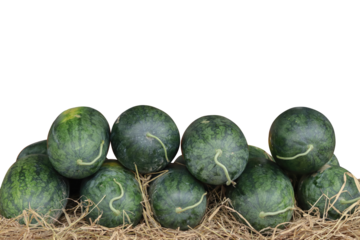 A pile of small, dark green watermelons resting on straw, isolated against a transparent background. Represents fresh produce, summer harvest, and healthy eating.