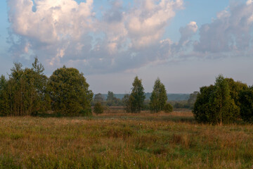 Detached groups of birch trees in a field on a foggy summer morning, Pushkinskiye Gory, Pskov region, Russia