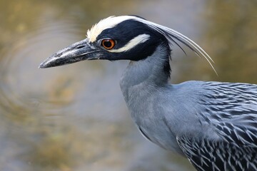 Close-up view of night heron with ripple in background