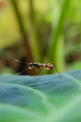 dragonfly on a leaf