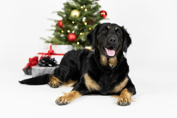 Black Lab and Golden Retriever mix with Christmas tree