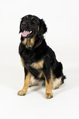 Black Lab / Golden Retriever mix in studio