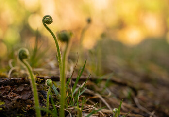 Uncurling Fiddlehead Opens in Spring