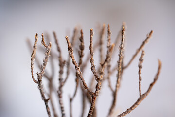 Textura Natural de Ramas Esqueléticas y Secas