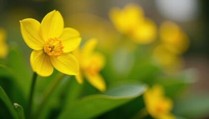 Obraz premium Close-up of a sunny yellow Primula, spring foliage , green, photography