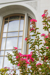 Flowers in front of auckland new zealand temple. A temple of the Church of Jesus Christ of Latter-day Saints (LDS Church)  in the suburb of Goodwood Heights outside Manukau Central. 