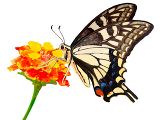 アゲハチョウとランタナの花