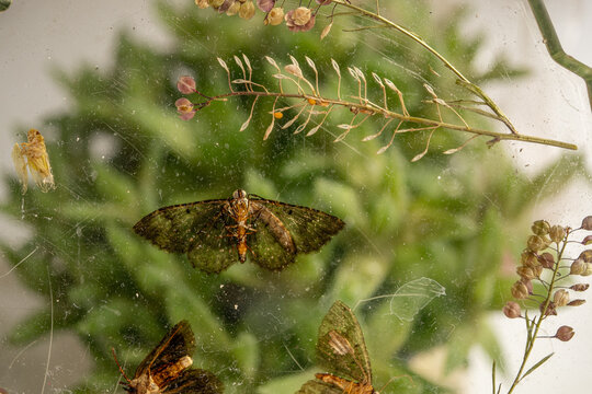 polilla preservada en resina ep&oacute;xica transparente con fondo verde de planta desenfocada
