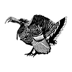 Obraz premium turkey hunting illustration logo vector image t shirt