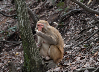 A Monkey is eating food