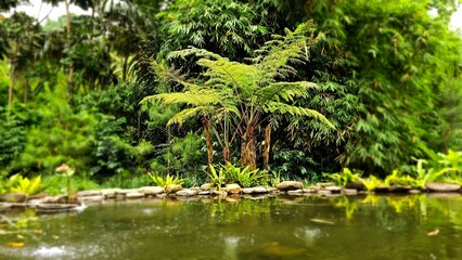 Fern leaf growing among the rocks. Fish pond surrounded with boulders, stones, rocks, pebbles and other decorative items. Relaxing view of outdoor garden. Beautifull landscape.